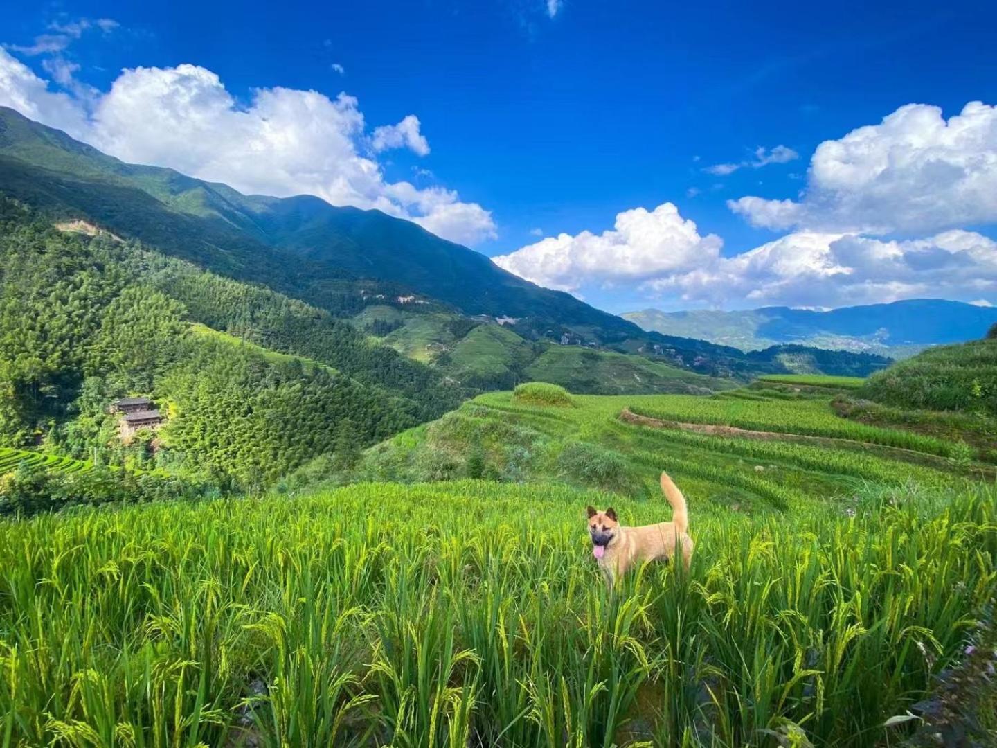Longji Terrace La Vie Inn Lungseng Kültér fotó