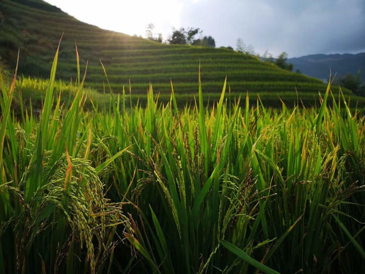 Longji Terrace La Vie Inn Lungseng Kültér fotó